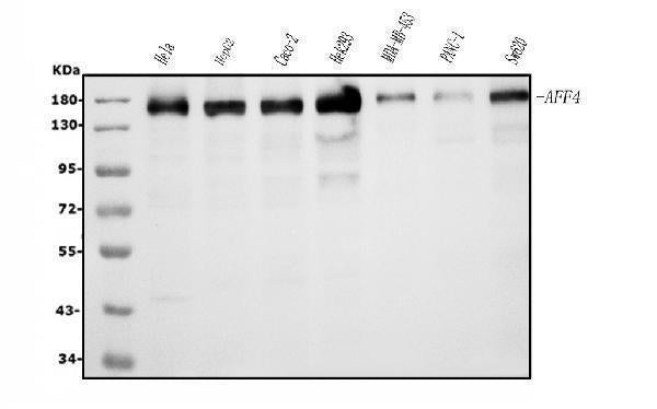Anti-AFF4 Picoband® Antibody (monoclonal, 8G12)