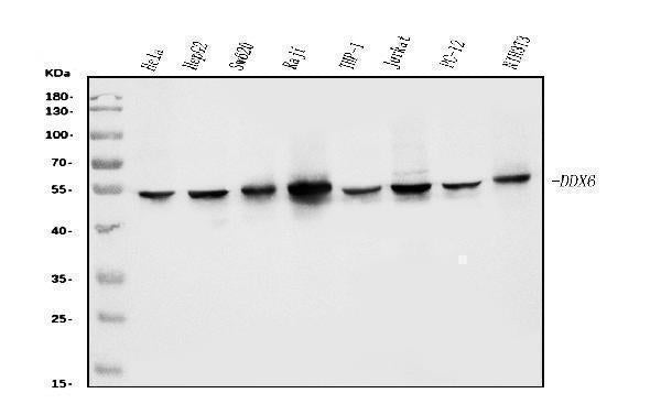 Anti-DDX6 Antibody Picoband® (monoclonal, 8G6)