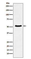 Western blot analysis of DDX6 expression in K562 cell lysate.
