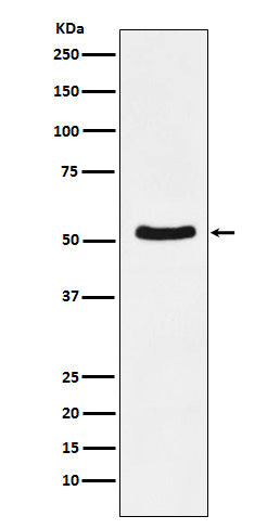 Western blot analysis of DDX6 expression in K562 cell lysate.