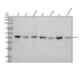 Anti-COUP TF1 NR2F1 Monoclonal Antibody