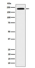 Western blot analysis of DOCK2 expression in Jurkat cell lysate.