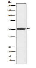 Western blot analysis of Inhibin beta B expression in Mouse brain lysate.