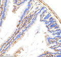 Anti-Destrin Rabbit Monoclonal Antibody