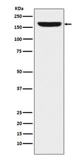 Western blot analysis of REST / NRSF expression in HeLa cell lysate.