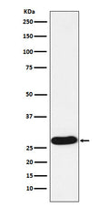 Western blot analysis of PR3 expression in HL60 cell lysate.