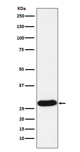 Western blot analysis of PR3 expression in HL60 cell lysate.