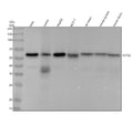 Anti-USP22 Rabbit Monoclonal Antibody