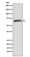 Western blot analysis of USP22 expression in HeLa cell lysate.