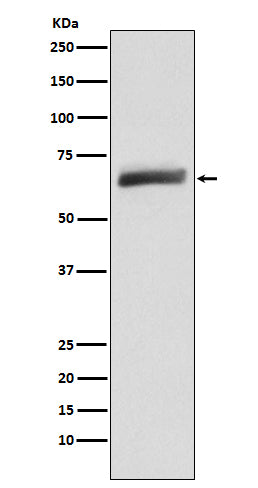 Western blot analysis of USP22 expression in HeLa cell lysate.
