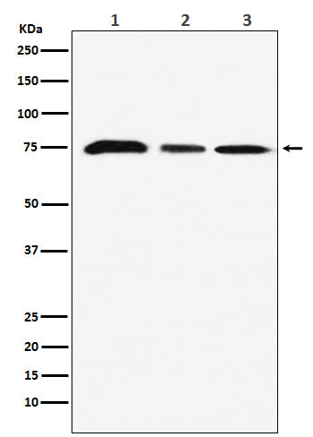 Western blot analysis of KAT7 / HBO1 / MYST2 expression in (1)MCF7 cell lysate; (2) NIH/3T3 cell lysate; (3) C6 cell lysate.