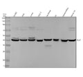 Anti-Arp2 Rabbit Monoclonal Antibody