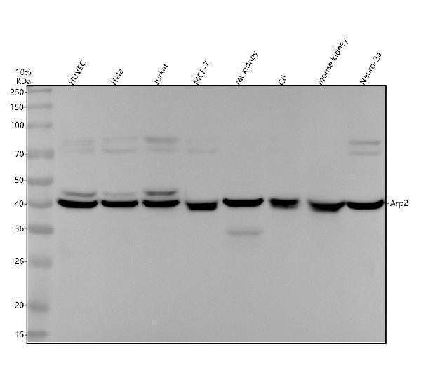 Anti-Arp2 Rabbit Monoclonal Antibody