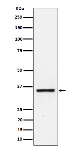Western blot analysis of Kallikrein 8 expression in Jurkat cell lysate.