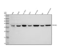 Anti-14-3-3 Theta YWHAQ Rabbit Monoclonal Antibody