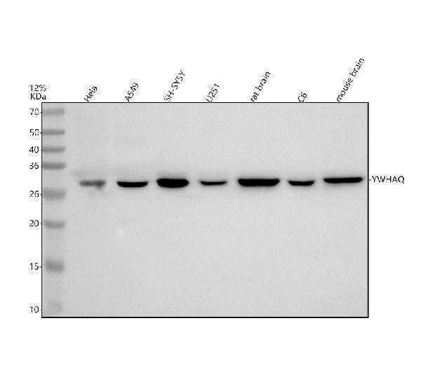 Anti-14-3-3 Theta YWHAQ Rabbit Monoclonal Antibody