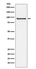 Western blot analysis of Cdc27/APC3 expression in 293T cell lysate.
