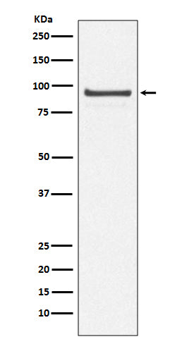 Western blot analysis of Cdc27/APC3 expression in 293T cell lysate.
