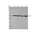 Anti-PKA R2 Rabbit Monoclonal Antibody