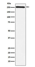 Anti-MYO7A Monoclonal Antibody