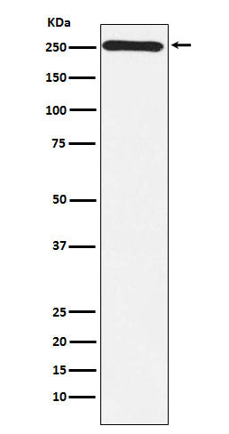 Anti-MYO7A Monoclonal Antibody
