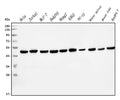 Anti-EIF4A1 Antibody Picoband® (monoclonal, 11B8)