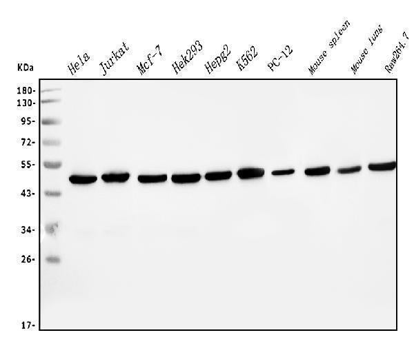 Anti-EIF4A1 Antibody Picoband® (monoclonal, 11B8)