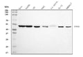 Anti-EIF4A1 Antibody Picoband® (monoclonal, 3F11)