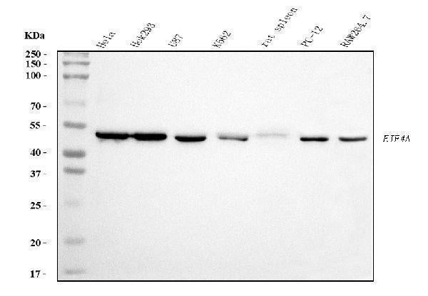 Anti-EIF4A1 Antibody Picoband® (monoclonal, 3F11)