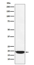 Western blot analysis of PERP expression in A431 cell lysate.