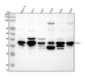 Anti-FRA1 Rabbit Monoclonal Antibody