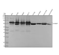 Anti-hnRNP Q Rabbit Monoclonal Antibody