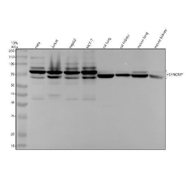 Anti-hnRNP Q Rabbit Monoclonal Antibody
