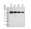 Anti-p60 CAF1 Rabbit Monoclonal Antibody