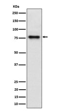 Western blot analysis of Cip4 expression in HepG2 cell lysate.