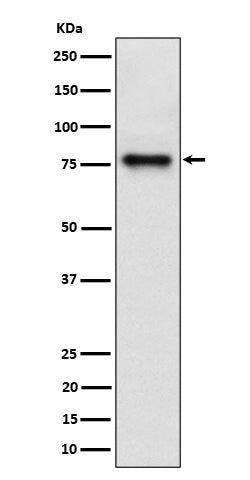 Western blot analysis of Cip4 expression in HepG2 cell lysate.