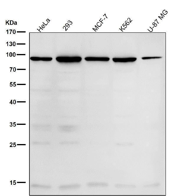 All lanes use the Antibody at 1:1K dilution for 1 hour at room temperature.