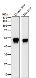 All lanes use the Antibody at 1:2K dilution for 1 hour at room temperature.
