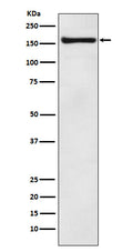 Western blot analysis of COPA expression in MCF7 cell lysate.