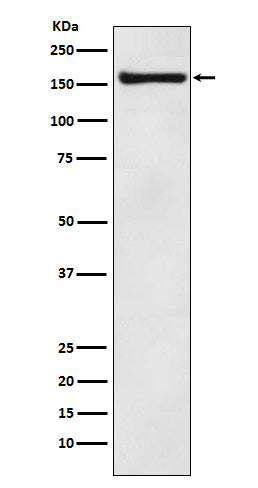 Western blot analysis of COPA expression in MCF7 cell lysate.