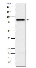Western blot analysis of SLAMF1 expression in Jurkat cell lysate.