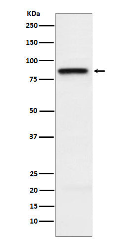 Western blot analysis of SLAMF1 expression in Jurkat cell lysate.