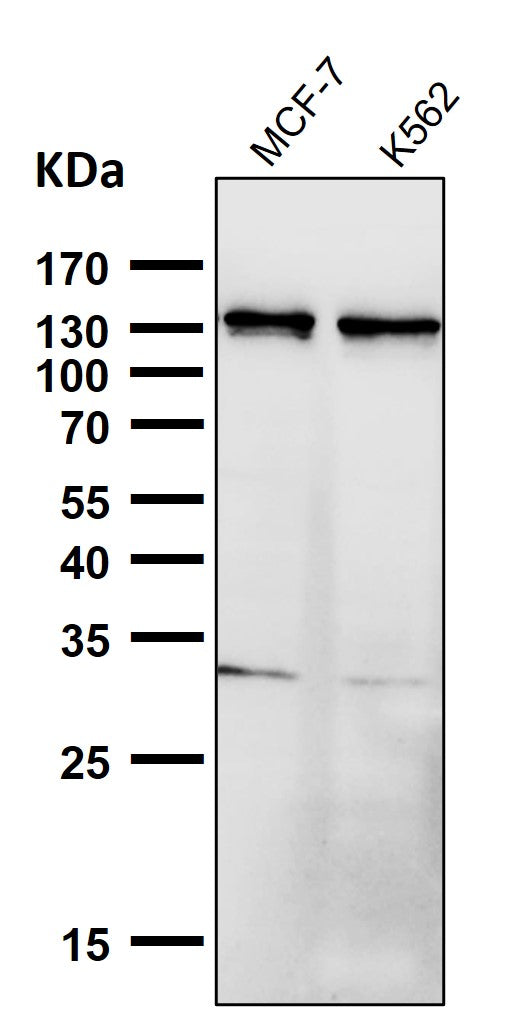 All lanes use the Antibody at 1:3K dilution for 1 hour at room temperature.