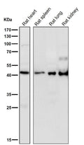 All lanes use the Antibody at 1:3K dilution for 1 hour at room temperature.