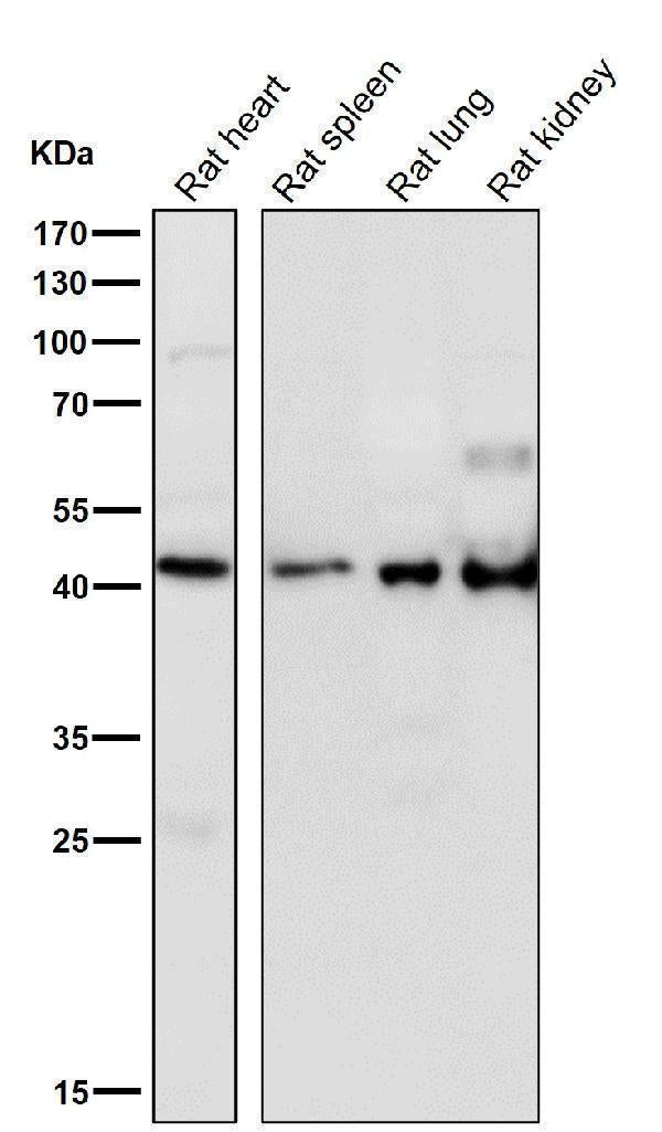 All lanes use the Antibody at 1:3K dilution for 1 hour at room temperature.