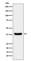 Western blot analysis of Protein Phosphatase 1 beta expression in Jurkat cell lysate.