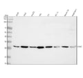 Anti-LYVE1 Rabbit Monoclonal Antibody