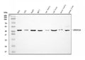Anti-DHODH Antibody Picoband® (monoclonal, 2G7)