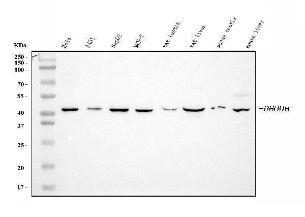 Anti-DHODH Antibody Picoband® (monoclonal, 2G7)