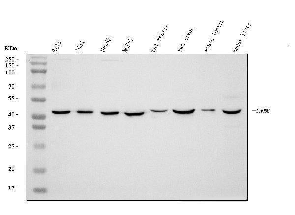 Anti-DHODH Antibody Picoband® (monoclonal, 4E3)